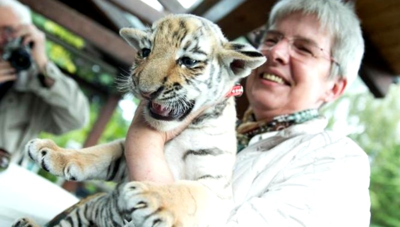Новости: Приемная мама тигренка Диего получила награду