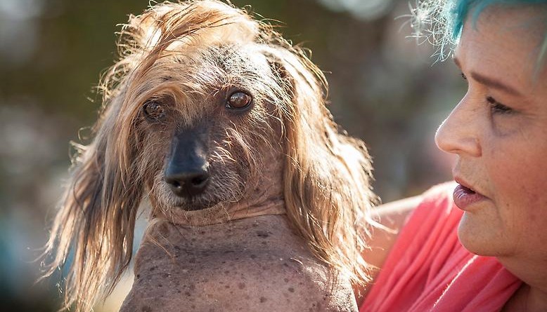Досуг: Самые уродливые собаки в мире (фото)