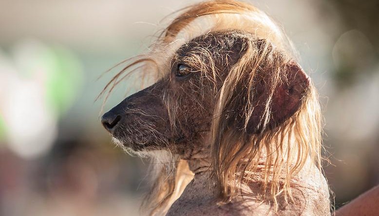 Досуг: Самые уродливые собаки в мире (фото)