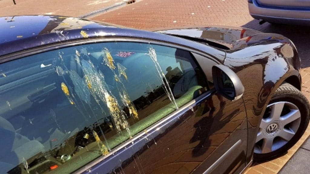 Как убрать с автомобиля птичий помет и трупы насекомых 21022019 Домашние хитрости: Как убрать с автомобиля птичий помет и трупы насекомых