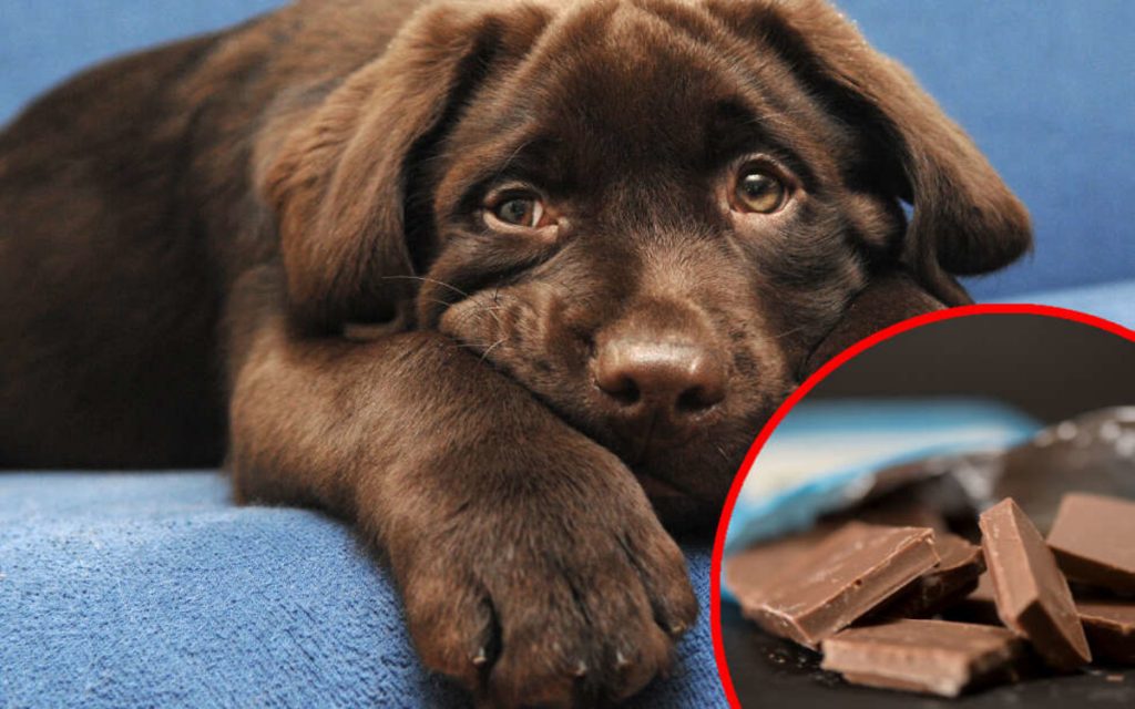 Здоровье: Столько съеденного шоколада является для собаки смертельно опасной дозой