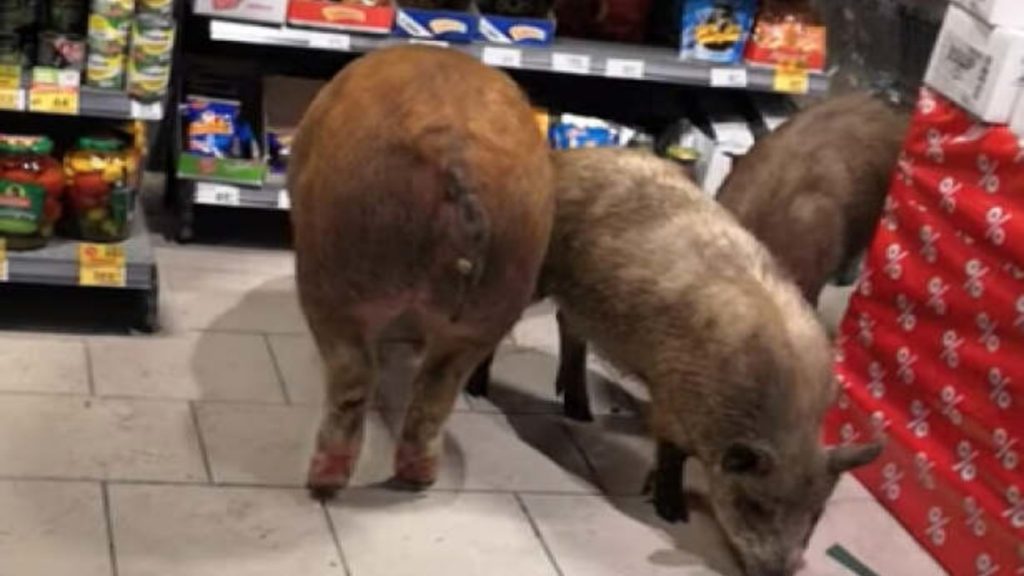 Отовсюду обо всем: Опьяневшие свиньи «поразбойничали» в супермаркете