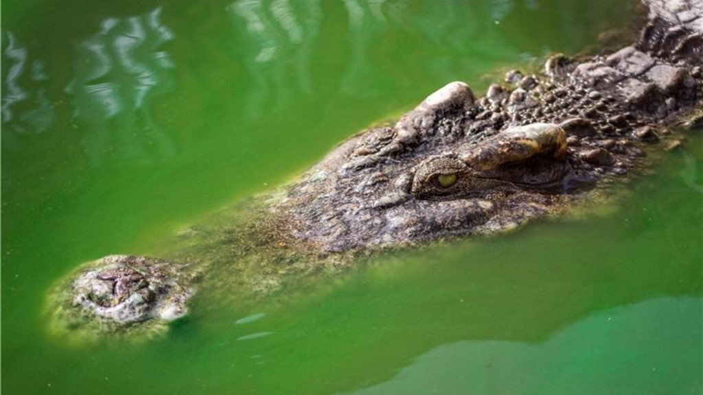 Отовсюду обо всем: Храбрая мать спасла своего малолетнего сына из пасти крокодила