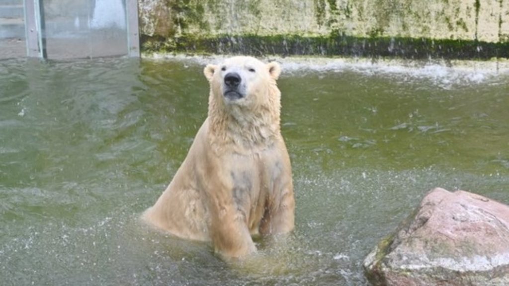 Общество: Из-за коронакризиса зоопарк составил план по вынужденному убийству зверей