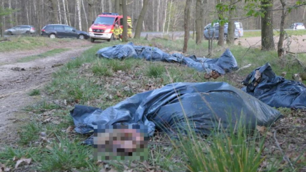 Происшествия: Ужасная находка в Саксонии: в лесу обнаружили 28 мертвых изувеченных овец