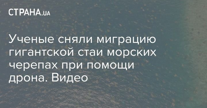 Мировая пресса: Ученые сняли миграцию гигантской стаи морских черепах при помощи дрона. Видео