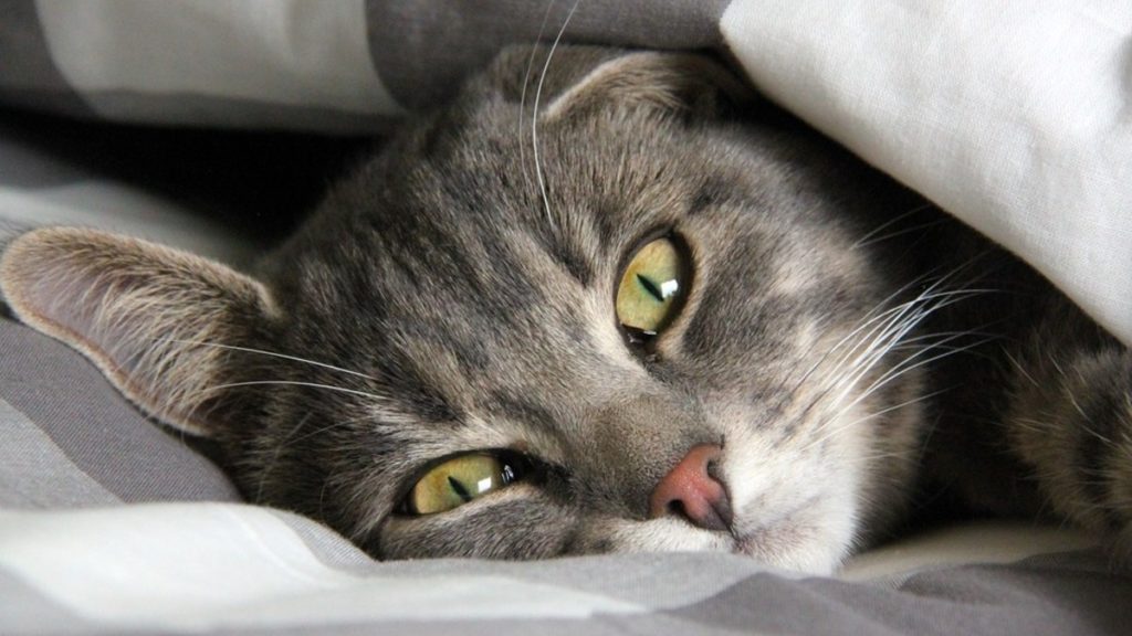 Отовсюду обо всем: От милых до смешных: топ-10 кошачьих кличек в Германии